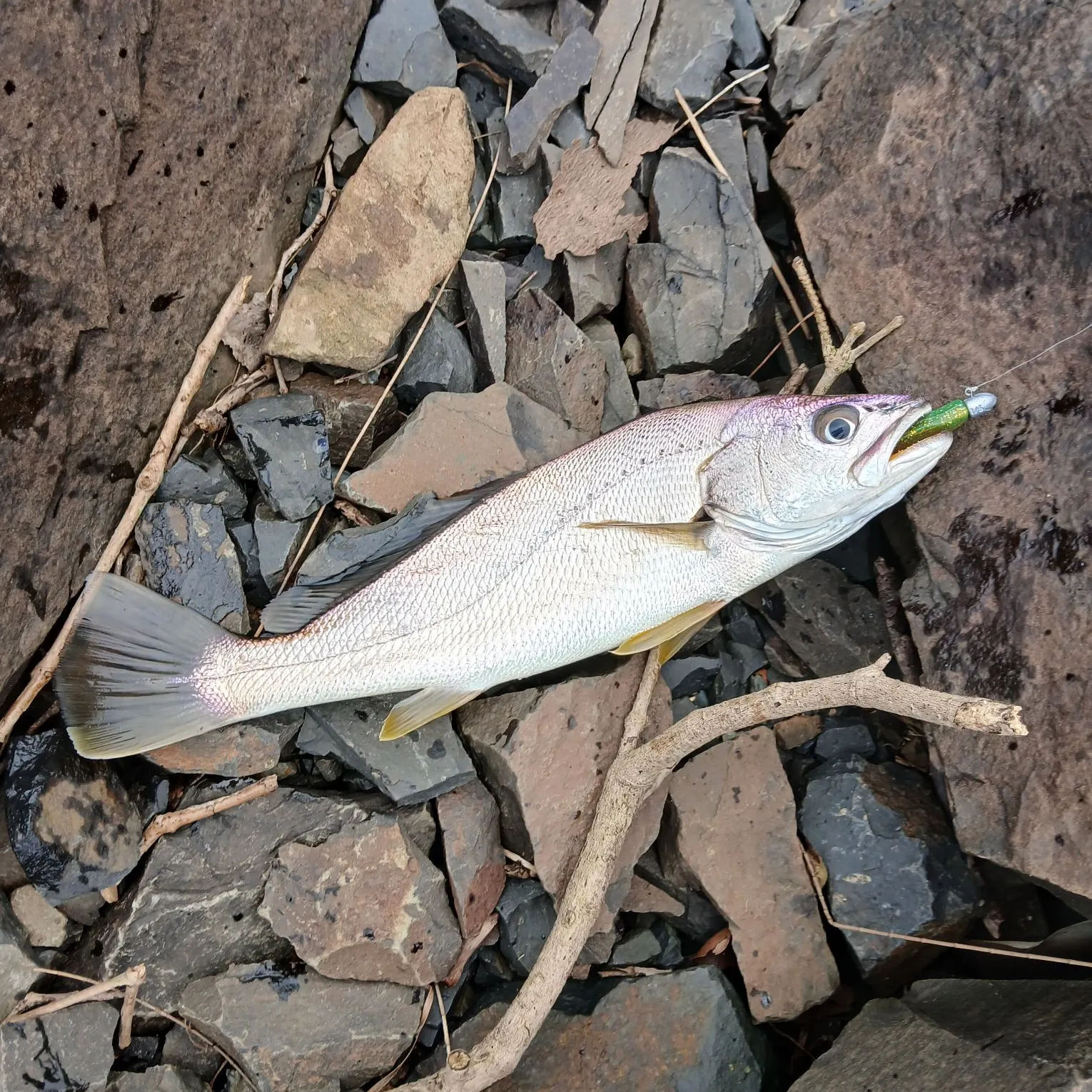 The most recent Japanese meagre catches on Fishbrain