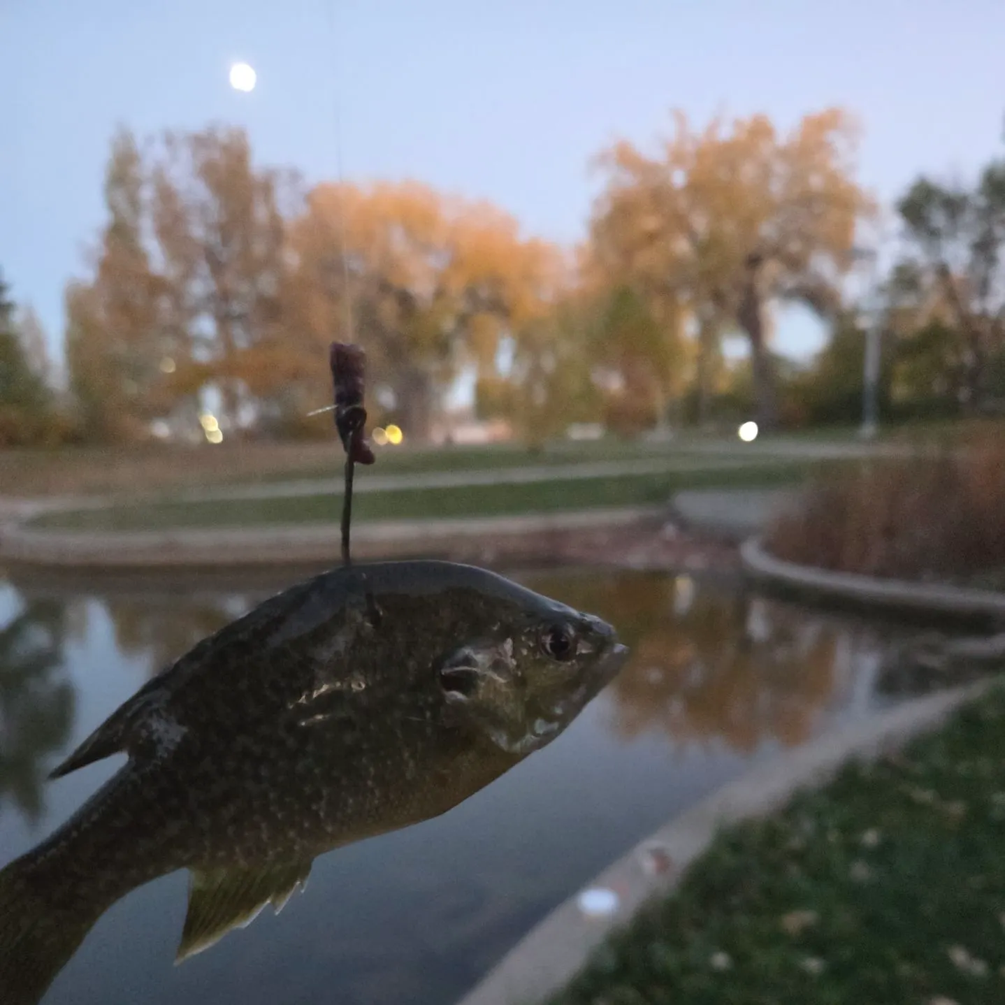 Green sunfish caught on Fishbrain