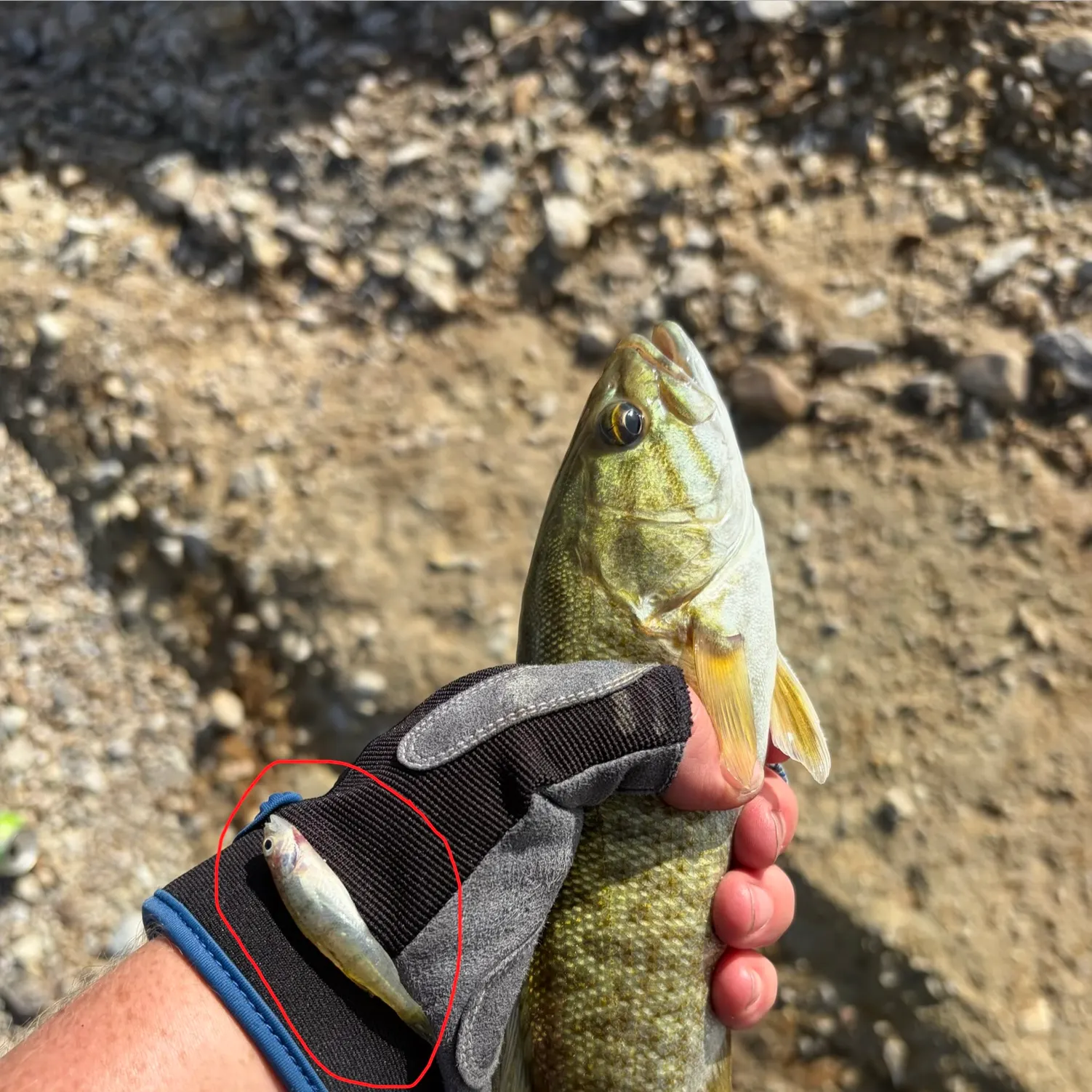 Smallmouth bass caught on Fishbrain