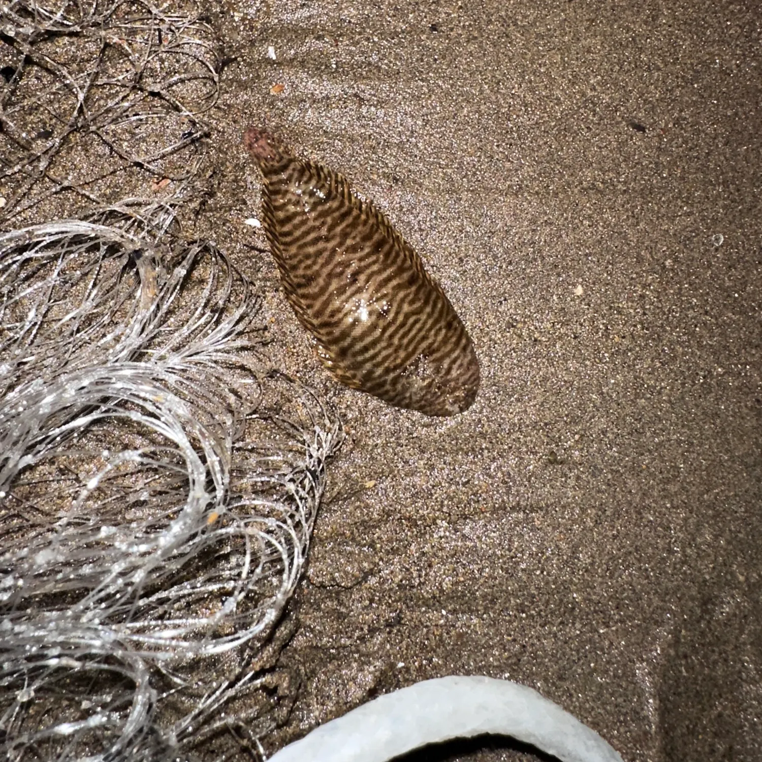 The most recent Smallmouth flounder catches on Fishbrain
