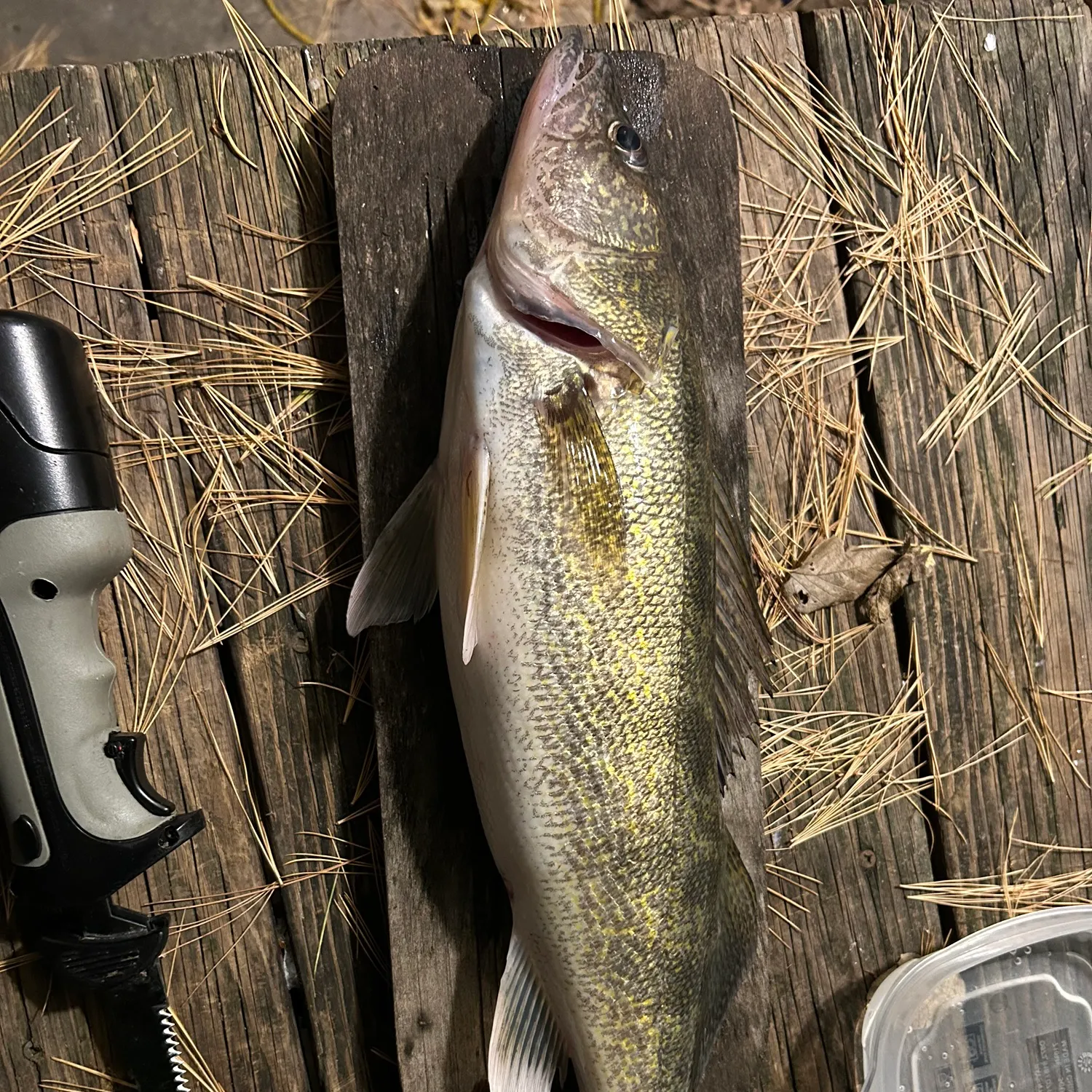 Walleye caught on Fishbrain