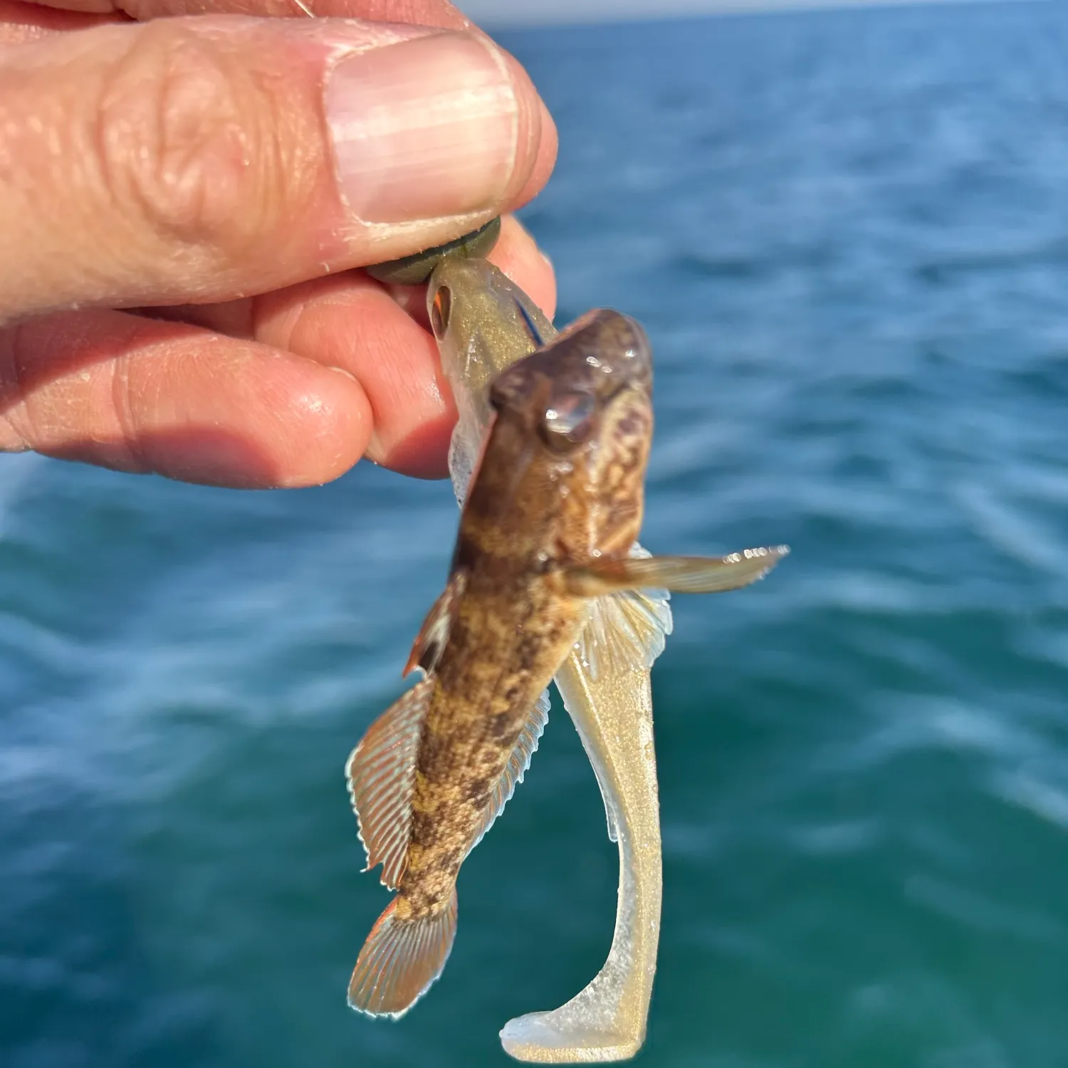 Round goby caught on Fishbrain