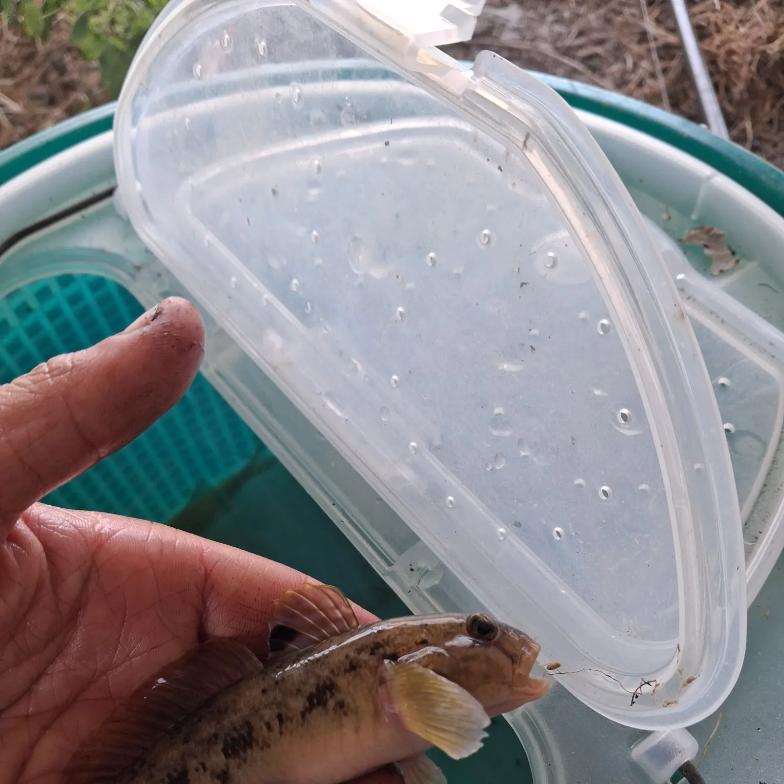 Round goby caught on Fishbrain