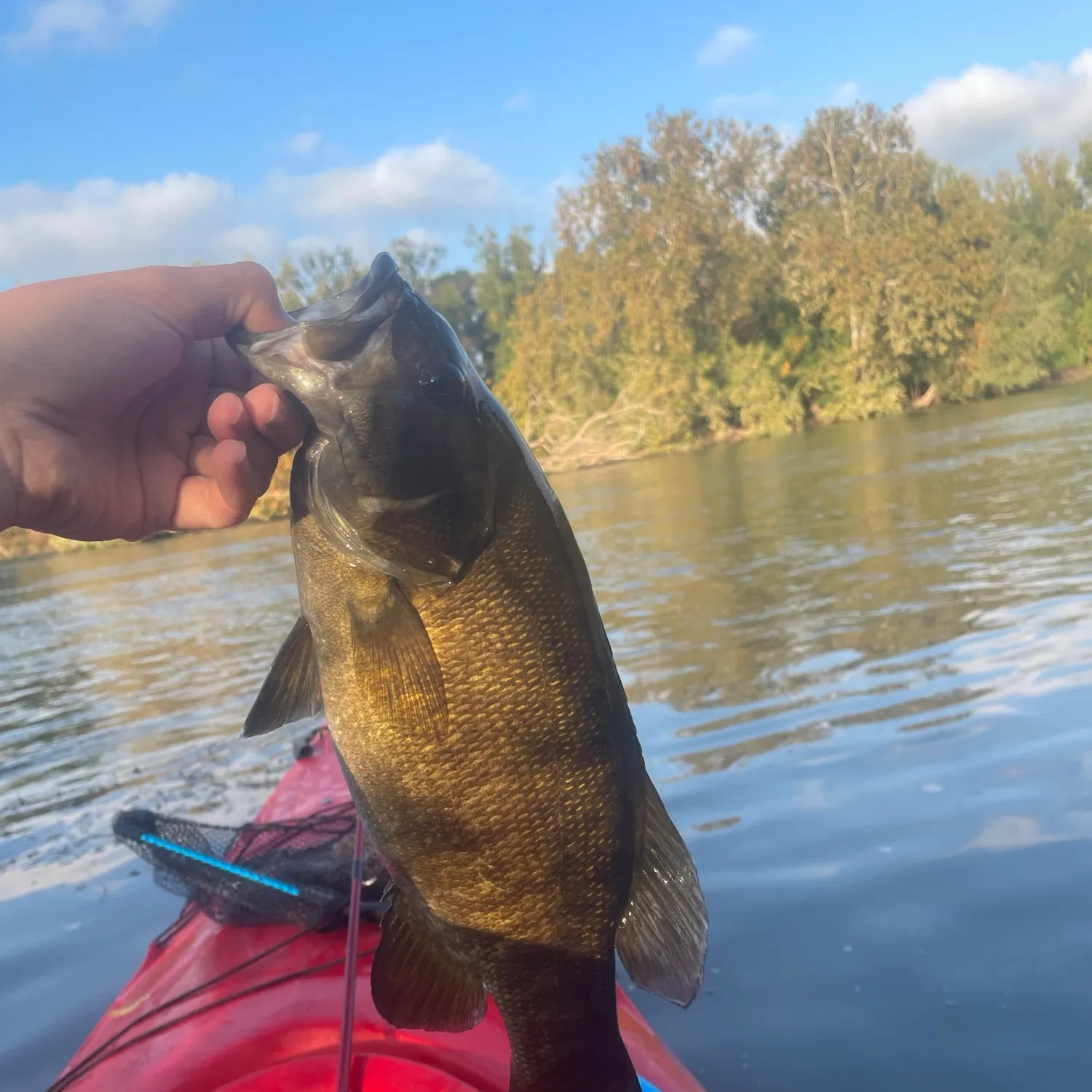 Smallmouth bass caught on Fishbrain