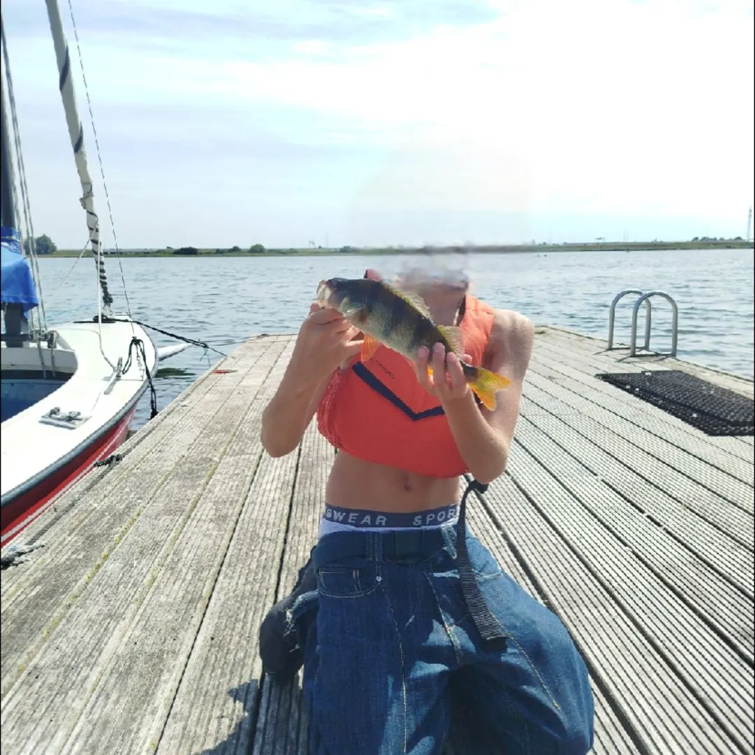 European perch caught on Fishbrain