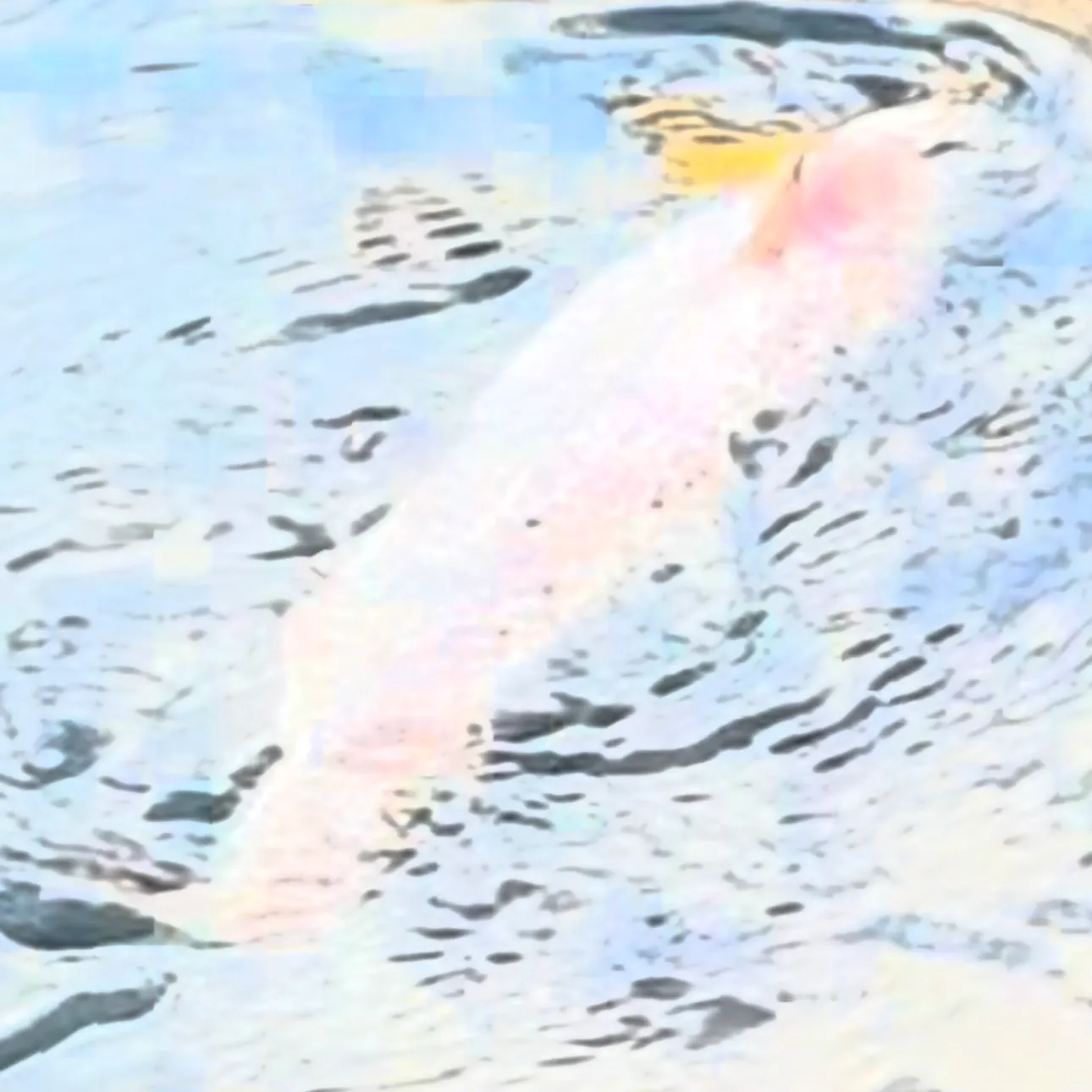 Rainbow trout caught on Fishbrain