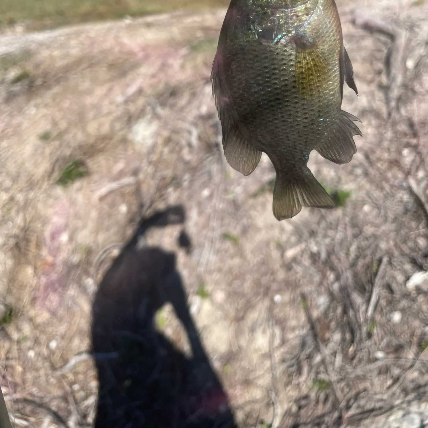 Spotted sunfish caught on Fishbrain