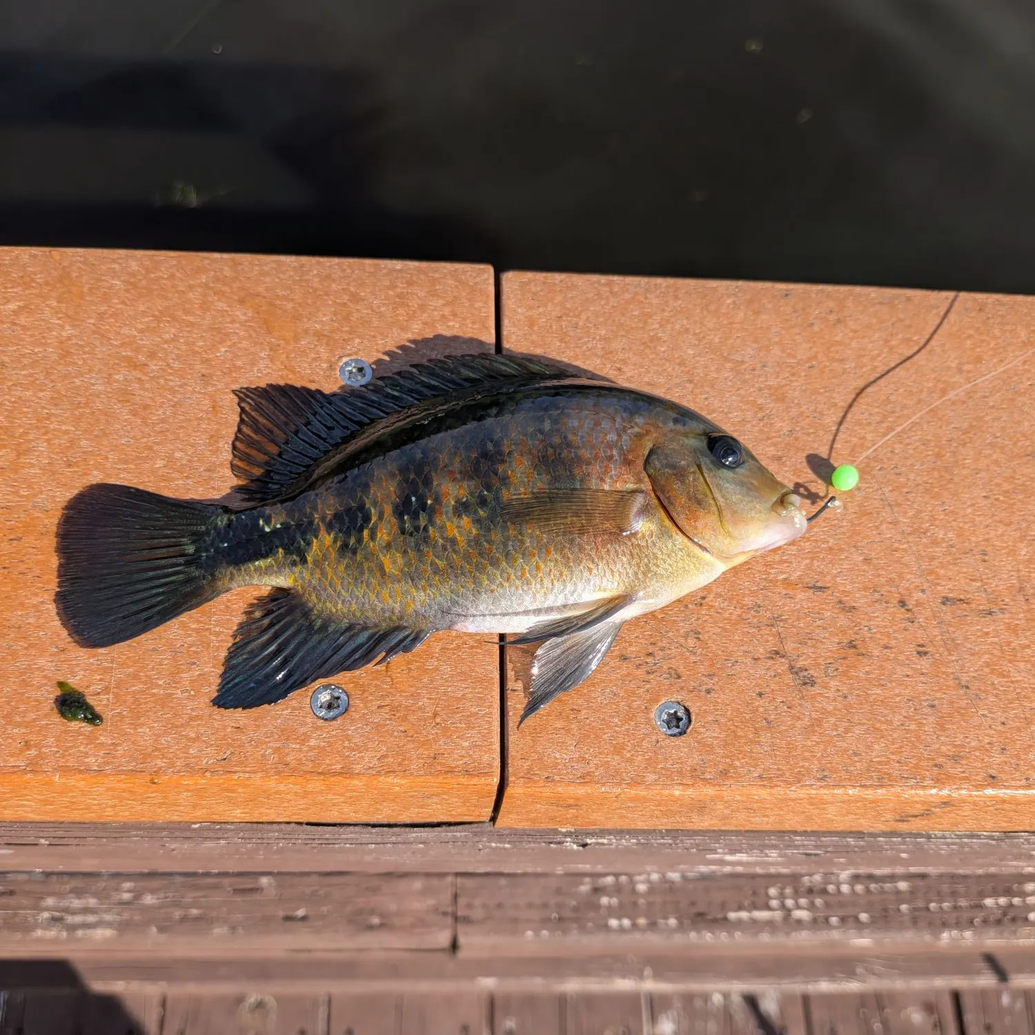 Mayan cichlid caught on Fishbrain
