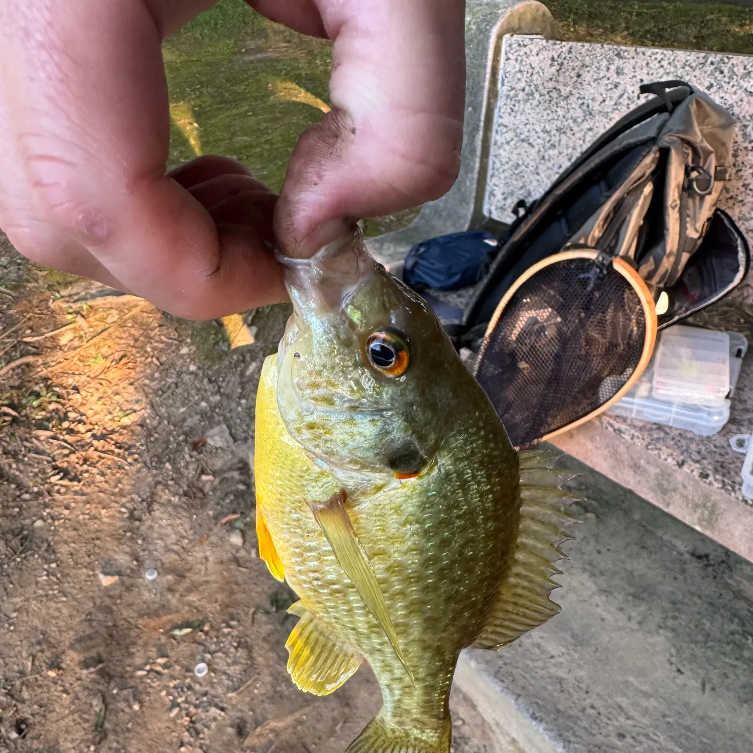 catch