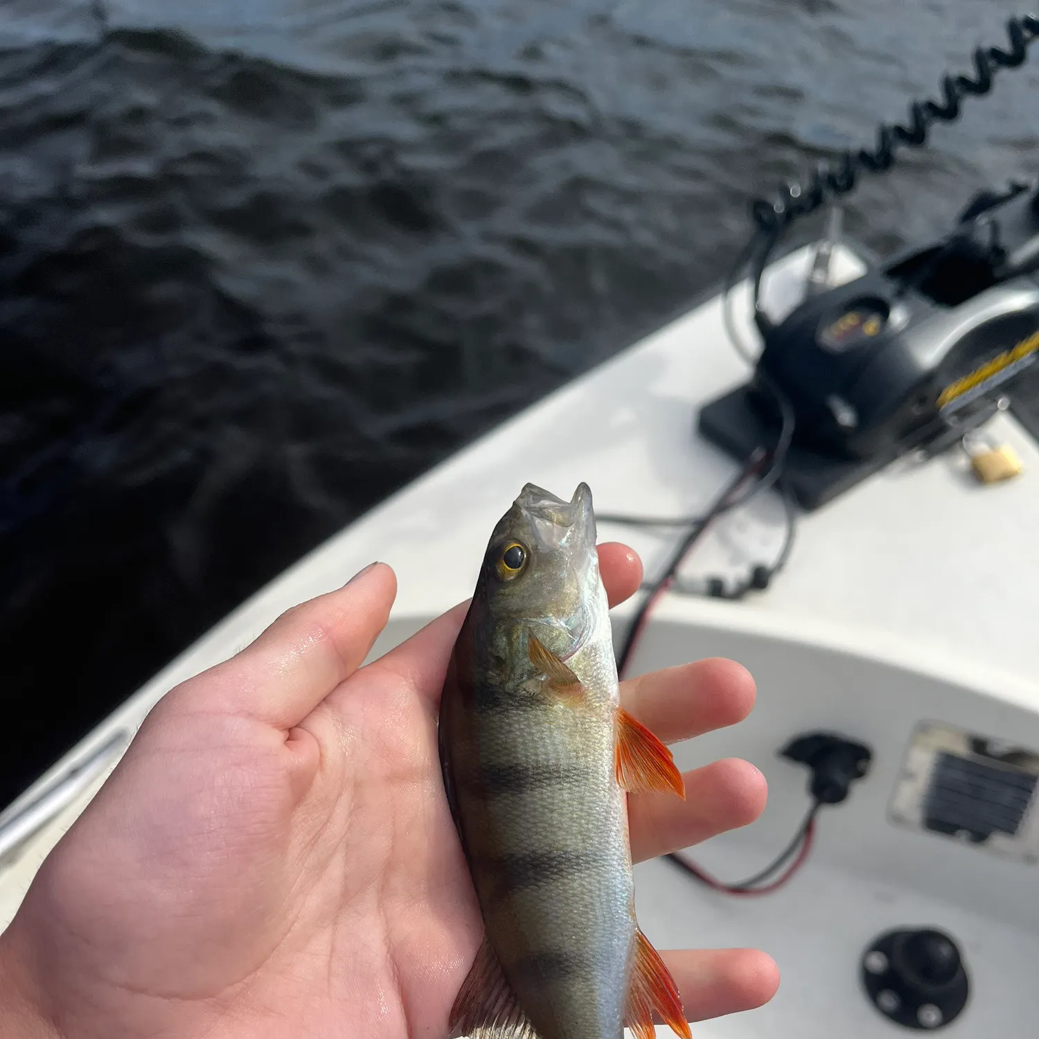 European perch caught on Fishbrain