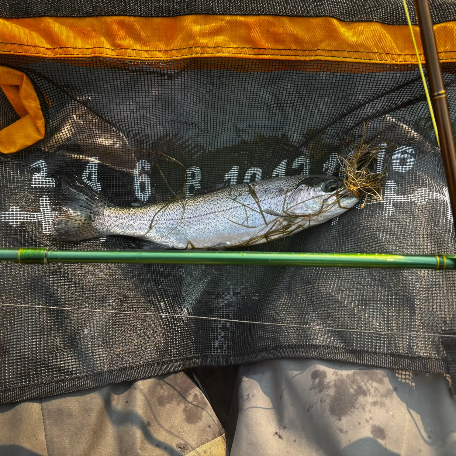 Rainbow trout caught on Fishbrain