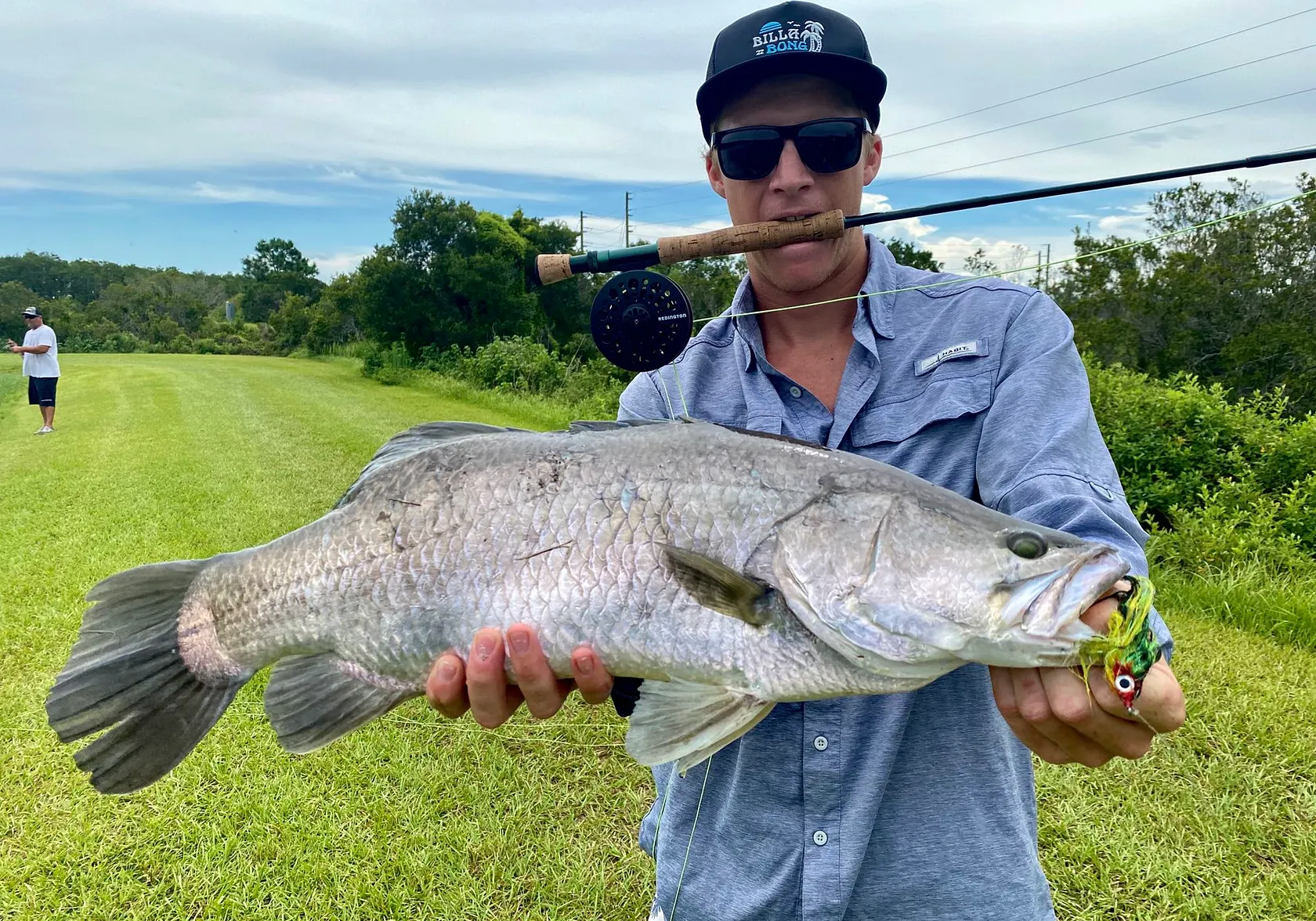 Barramundi