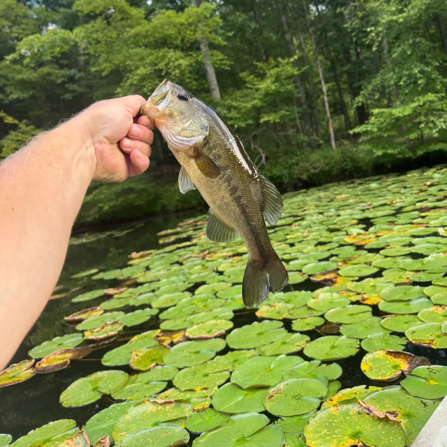 Largemouth bass caught on Fishbrain