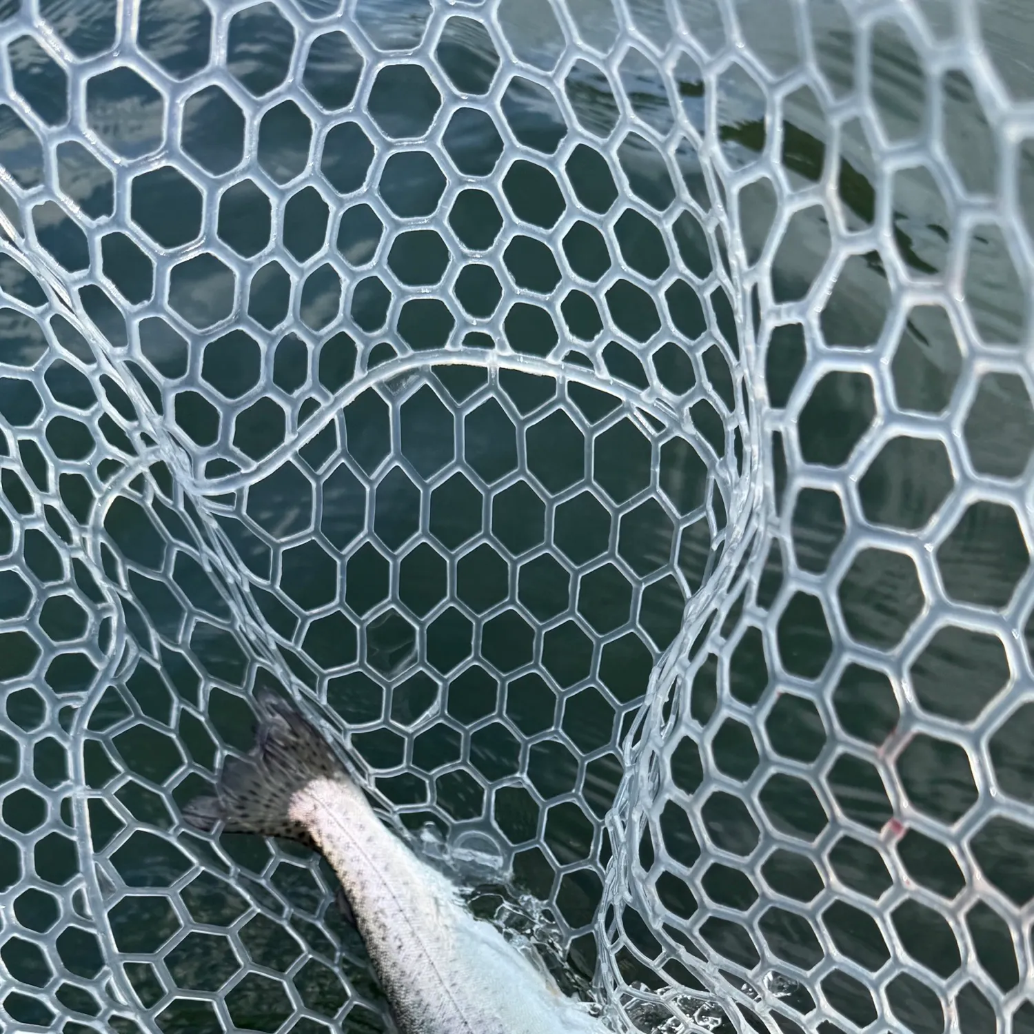 Coastal cutthroat trout caught on Fishbrain
