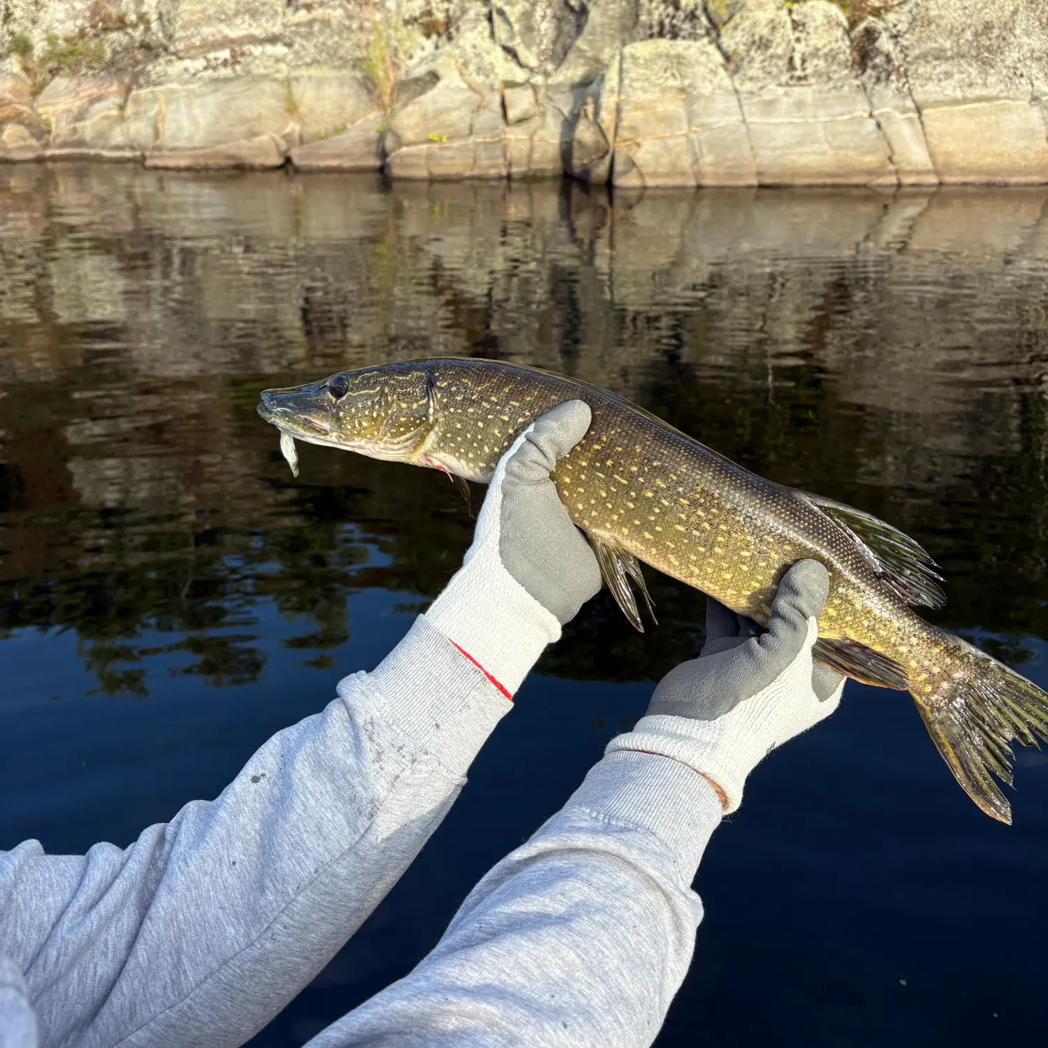 Northern pike caught on Fishbrain