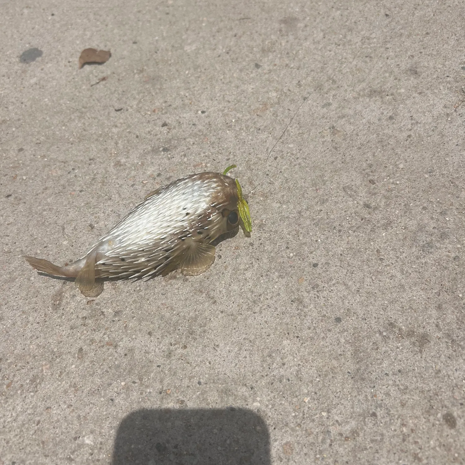 The most recent Spot-fin porcupinefish catches on Fishbrain