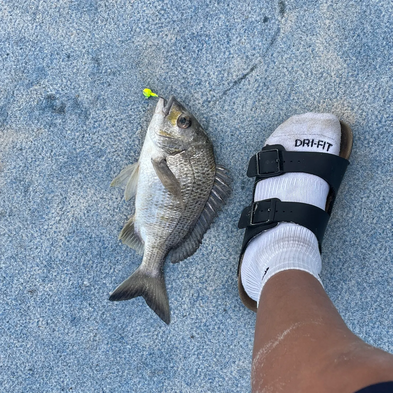 Surf bream caught on Fishbrain