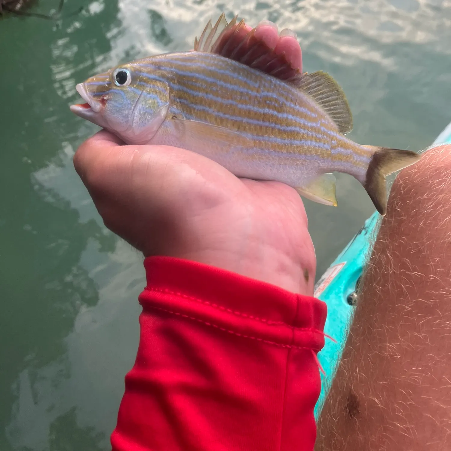 The most recent Bluestriped grunt catches on Fishbrain