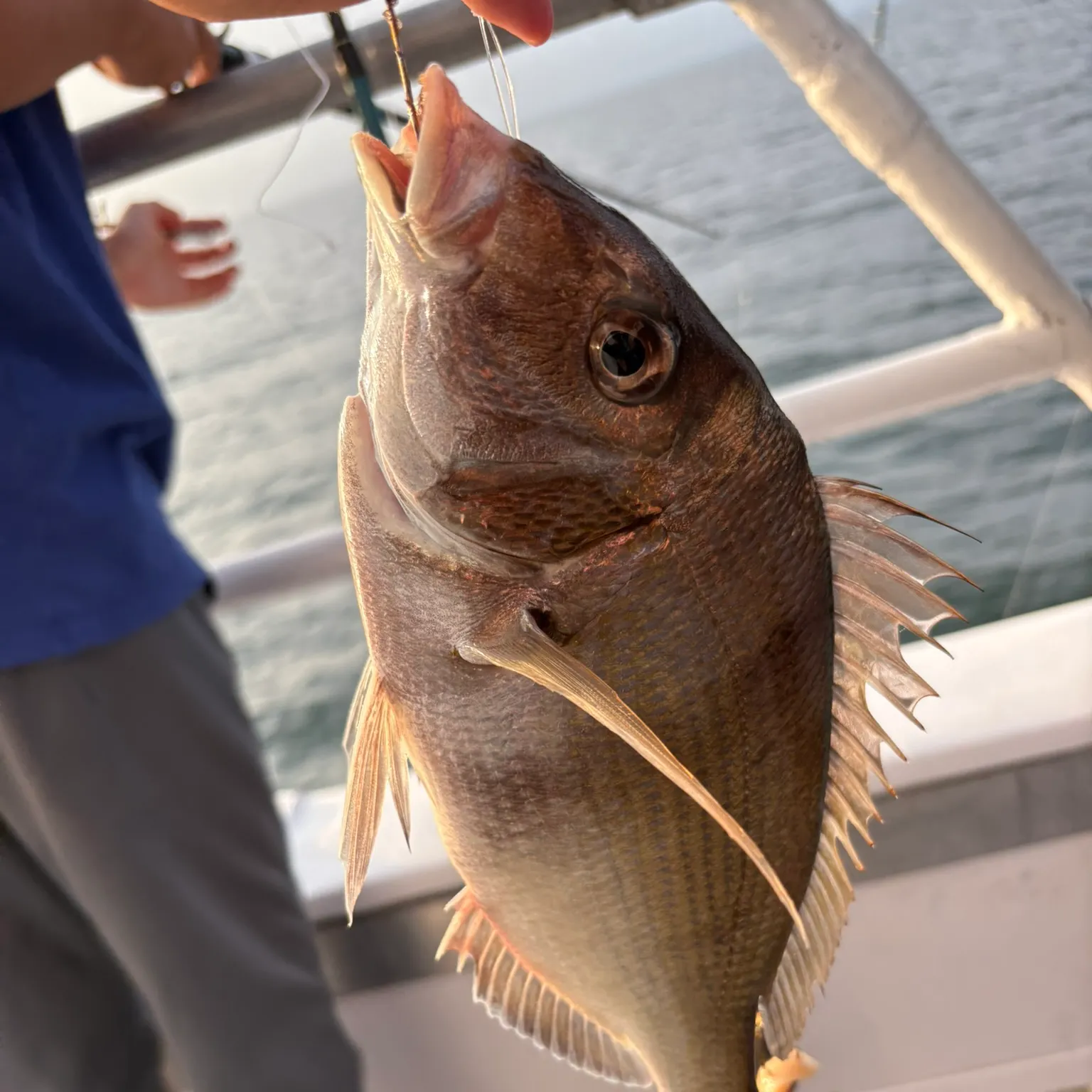 The most recent Silver porgy catches on Fishbrain