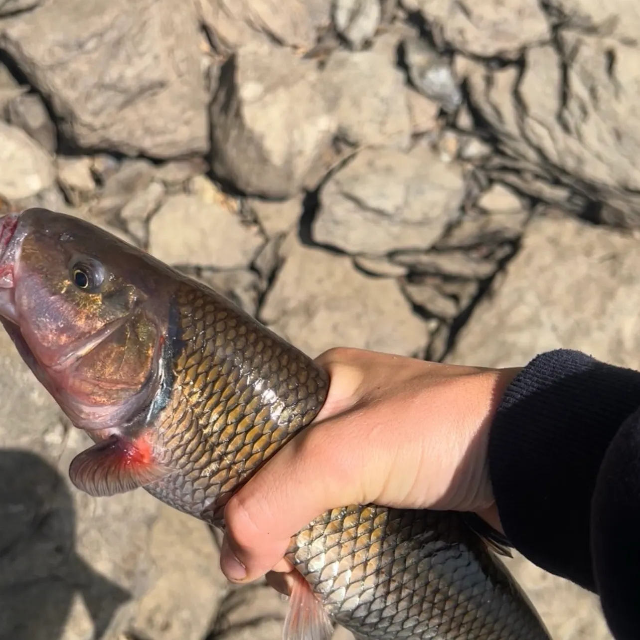 Fallfish caught on Fishbrain