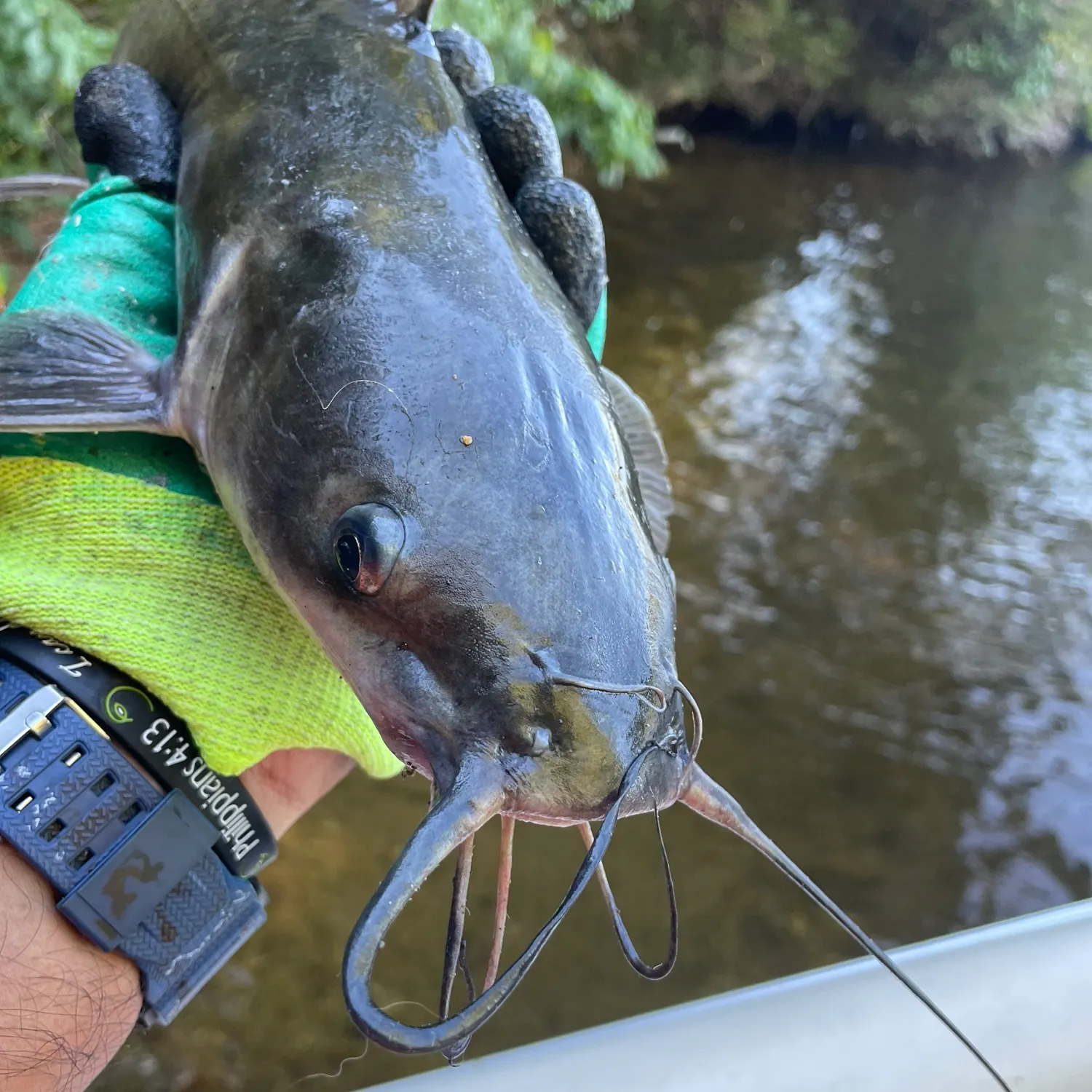 Channel catfish caught on Fishbrain