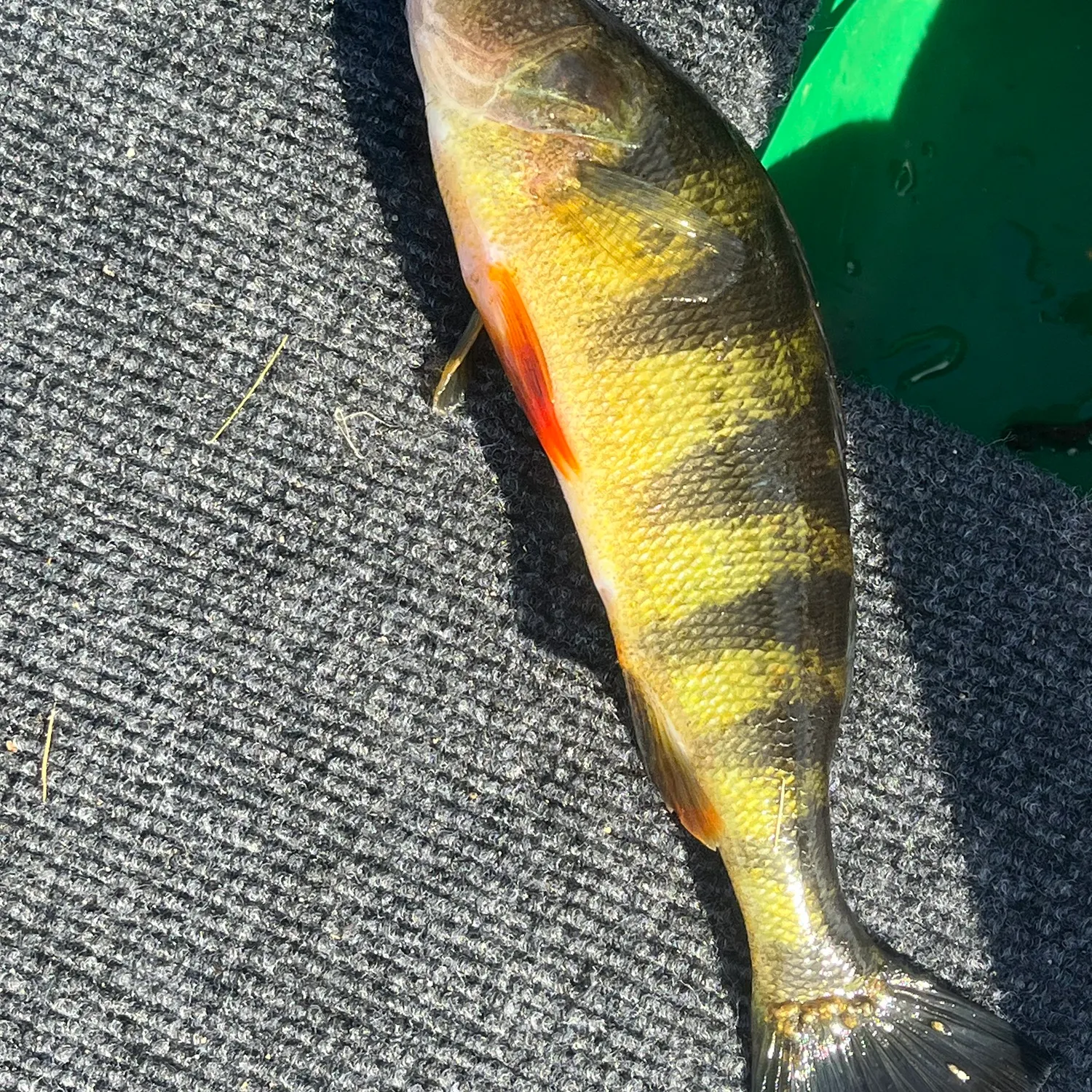 Yellow perch caught on Fishbrain