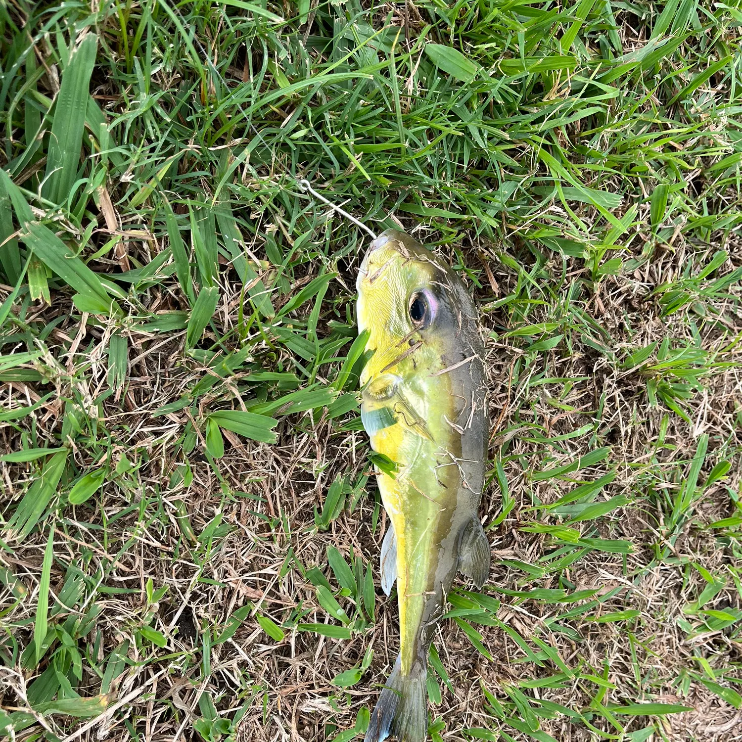 The most recent Half-smooth golden pufferfish catches on Fishbrain