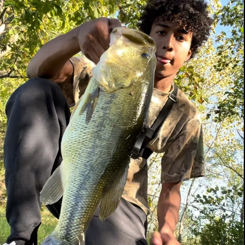 Largemouth bass caught on Fishbrain