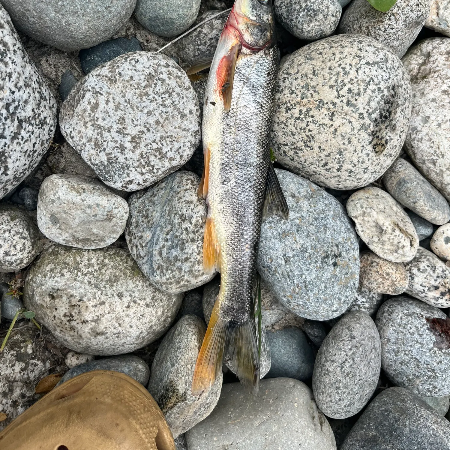 The most recent Northern pikeminnow catches on Fishbrain