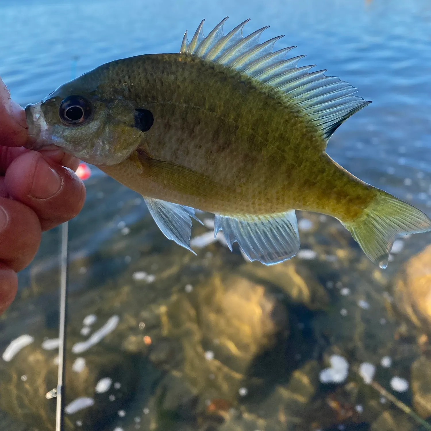 Bluegill caught on Fishbrain