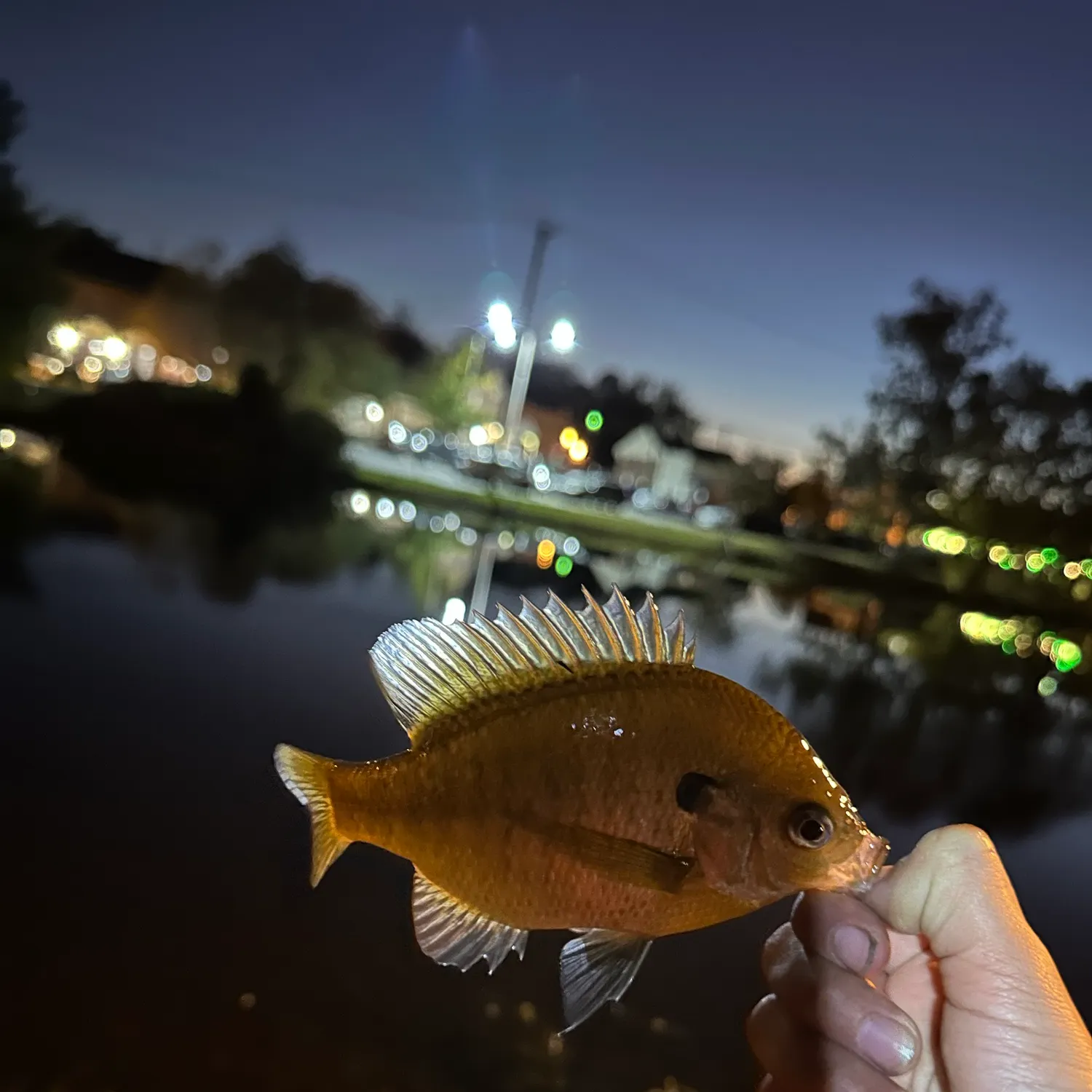 Bluegill caught on Fishbrain