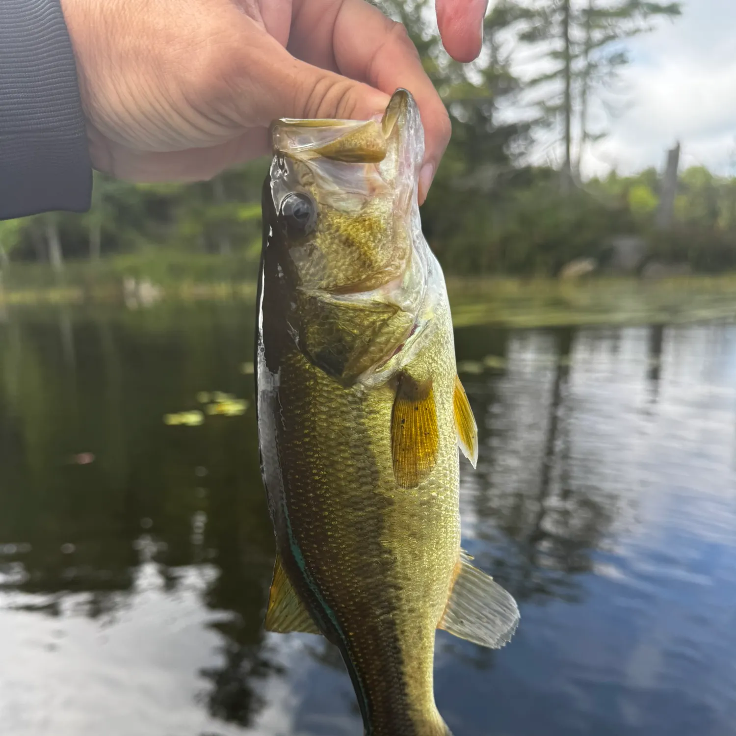 Largemouth bass caught on Fishbrain
