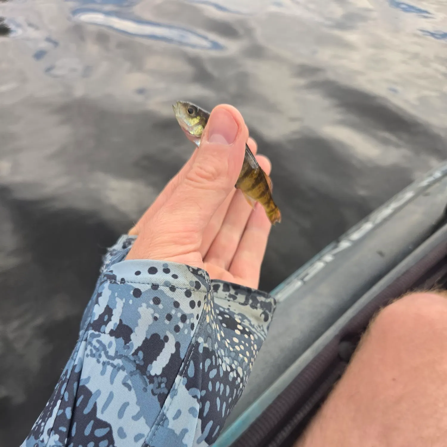 Yellow perch caught on Fishbrain
