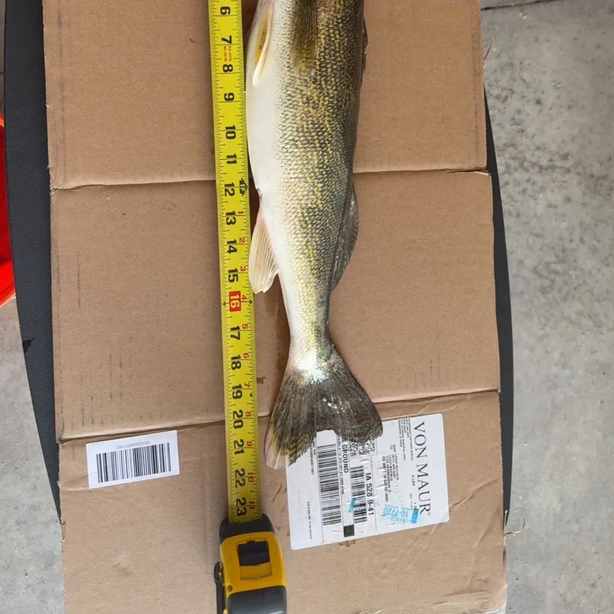 recently logged catches
