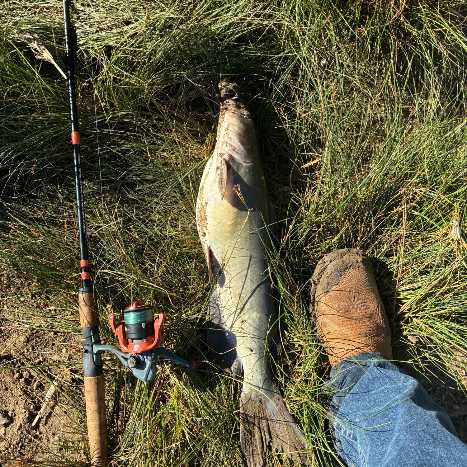 Channel catfish caught on Fishbrain