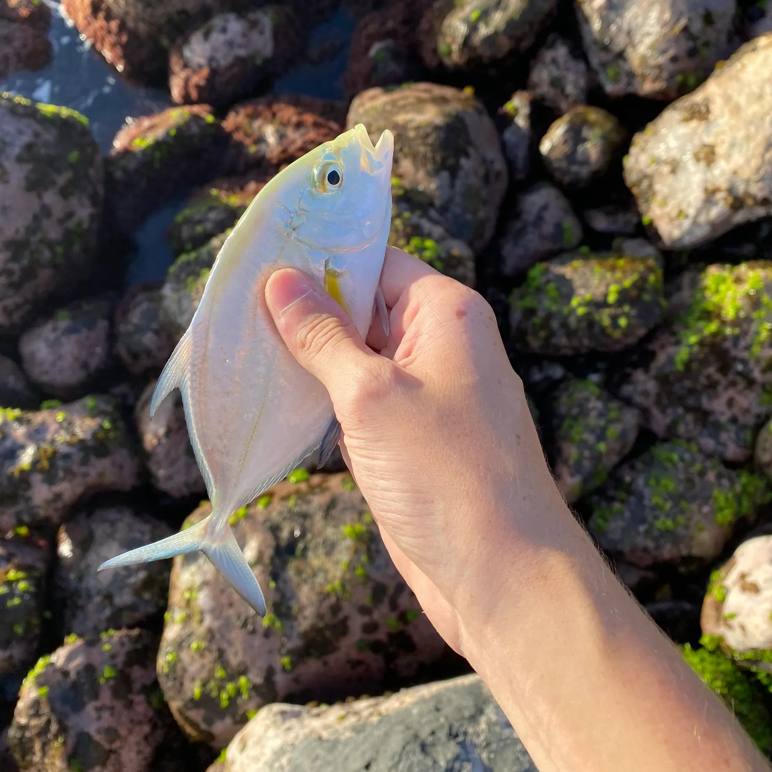 The most recent Bluefin trevally catches on Fishbrain