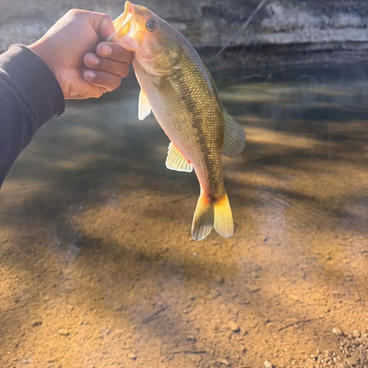 Spotted bass caught on Fishbrain