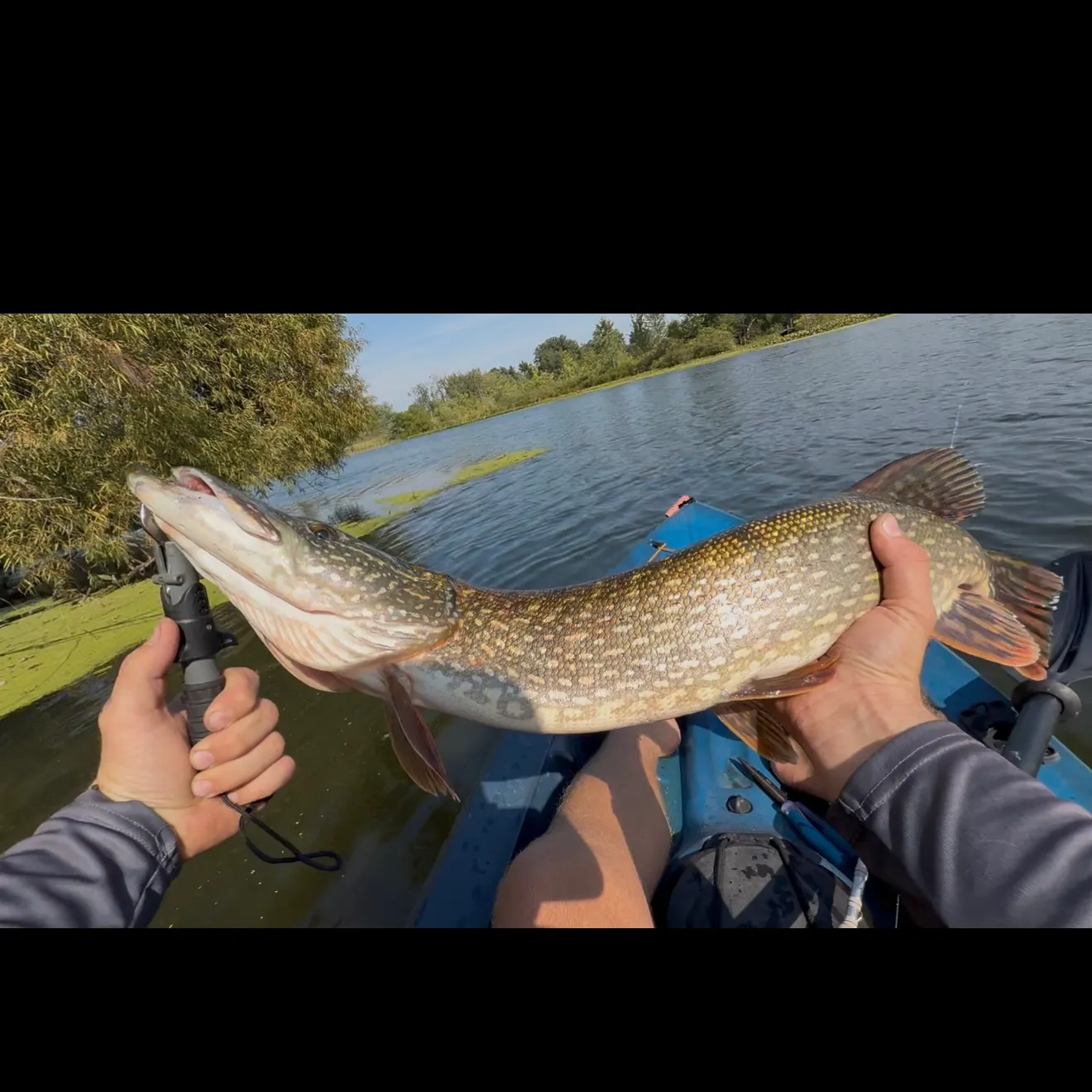 Northern pike caught on Fishbrain