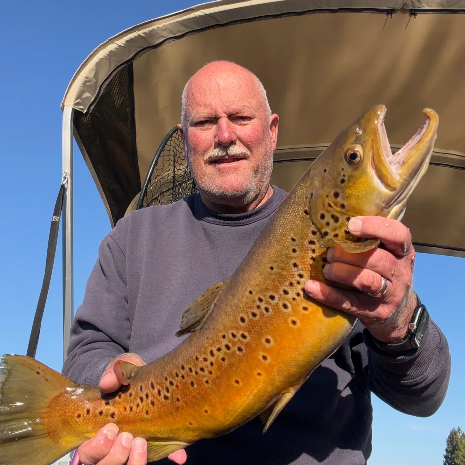 Brown trout caught on Fishbrain