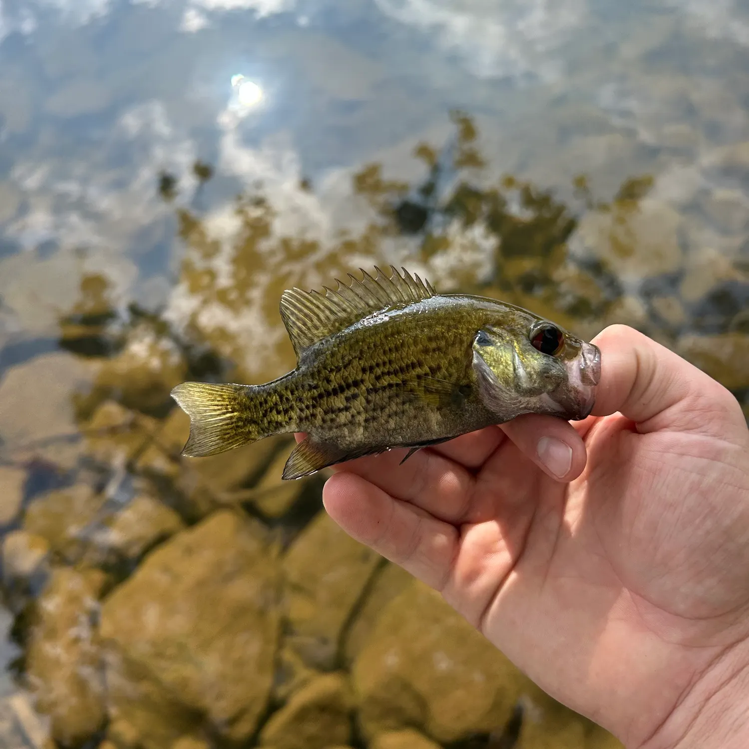 Rock bass caught on Fishbrain