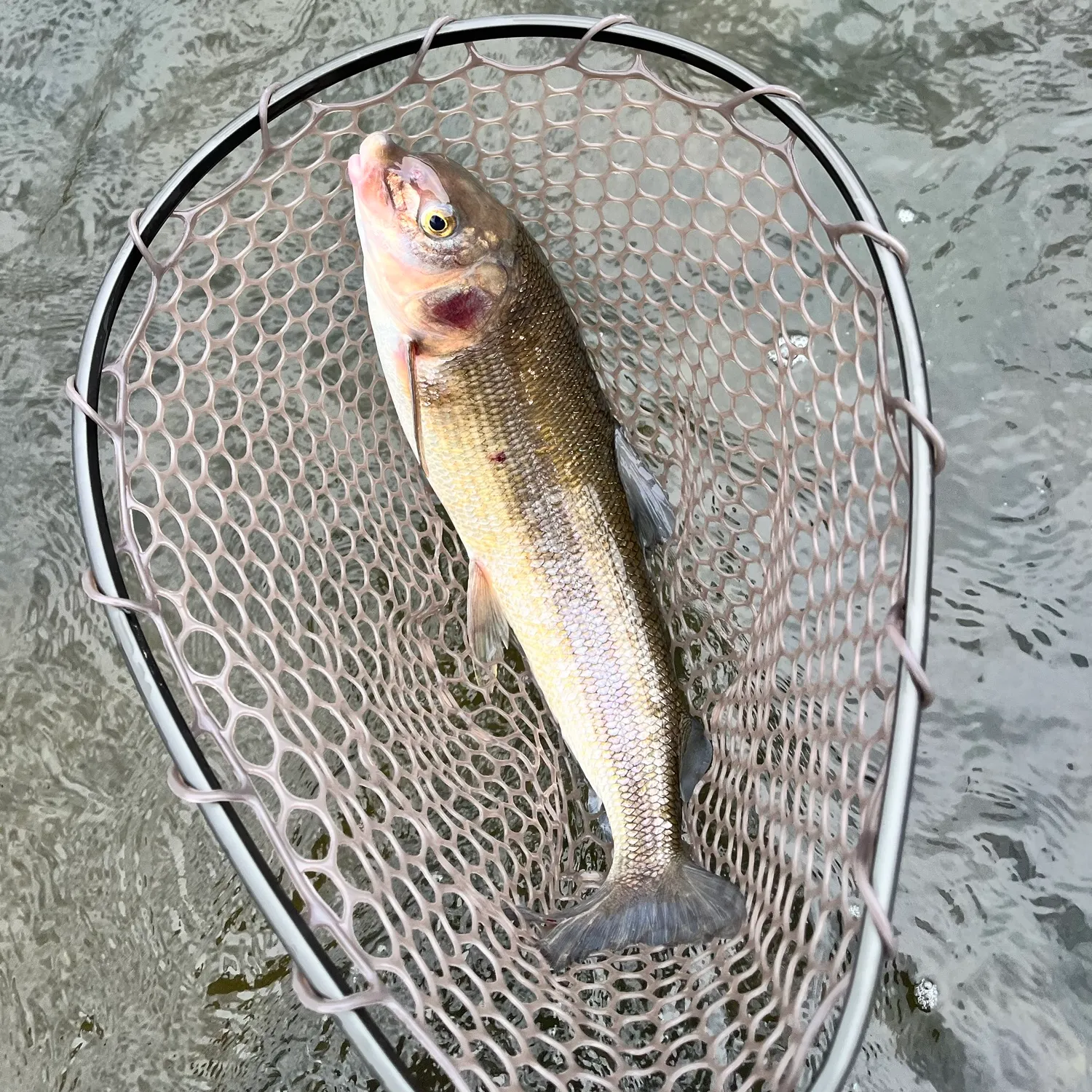 Mountain whitefish caught on Fishbrain