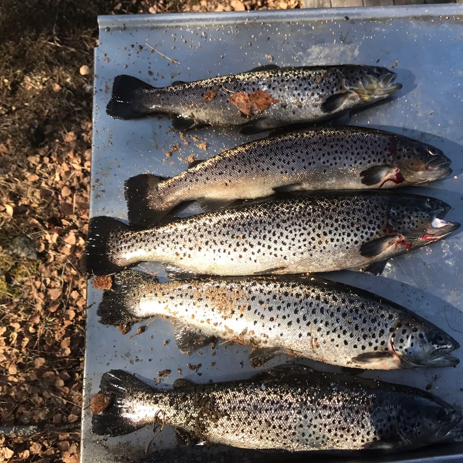 recently logged catches