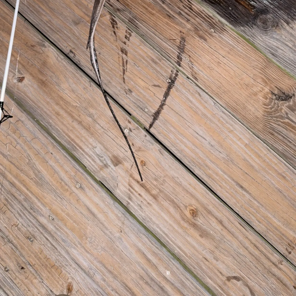 The most recent Southern stingray catches on Fishbrain