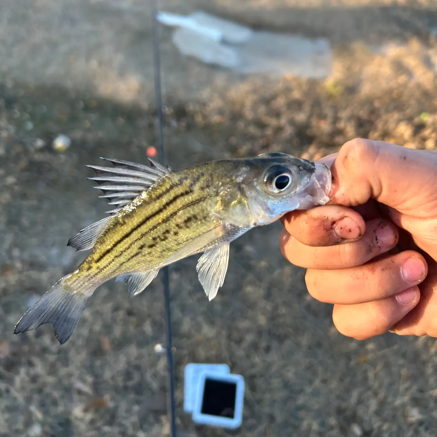 The most recent Yellow bass catches on Fishbrain