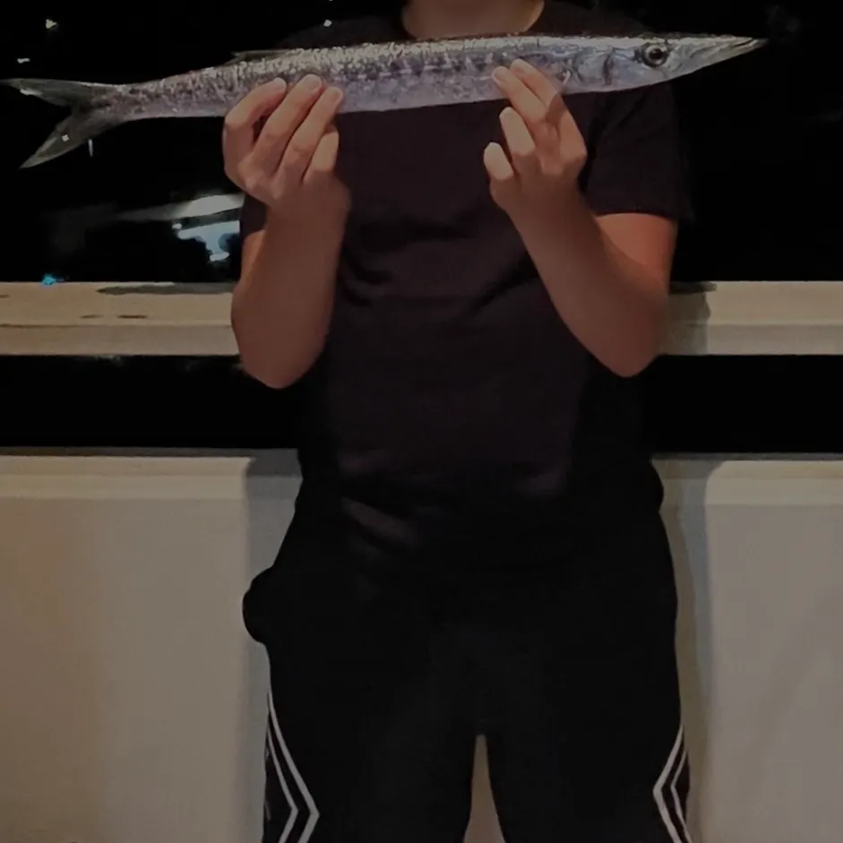 The most recent European barracuda catches on Fishbrain