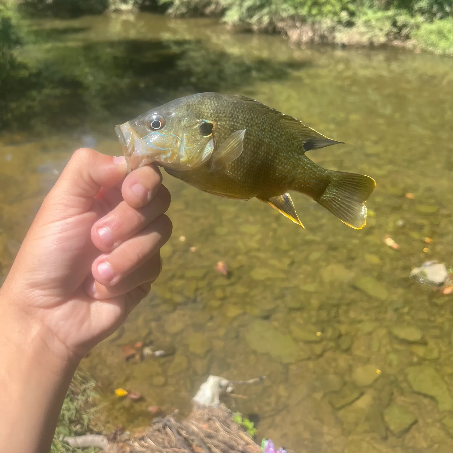 Green sunfish caught on Fishbrain