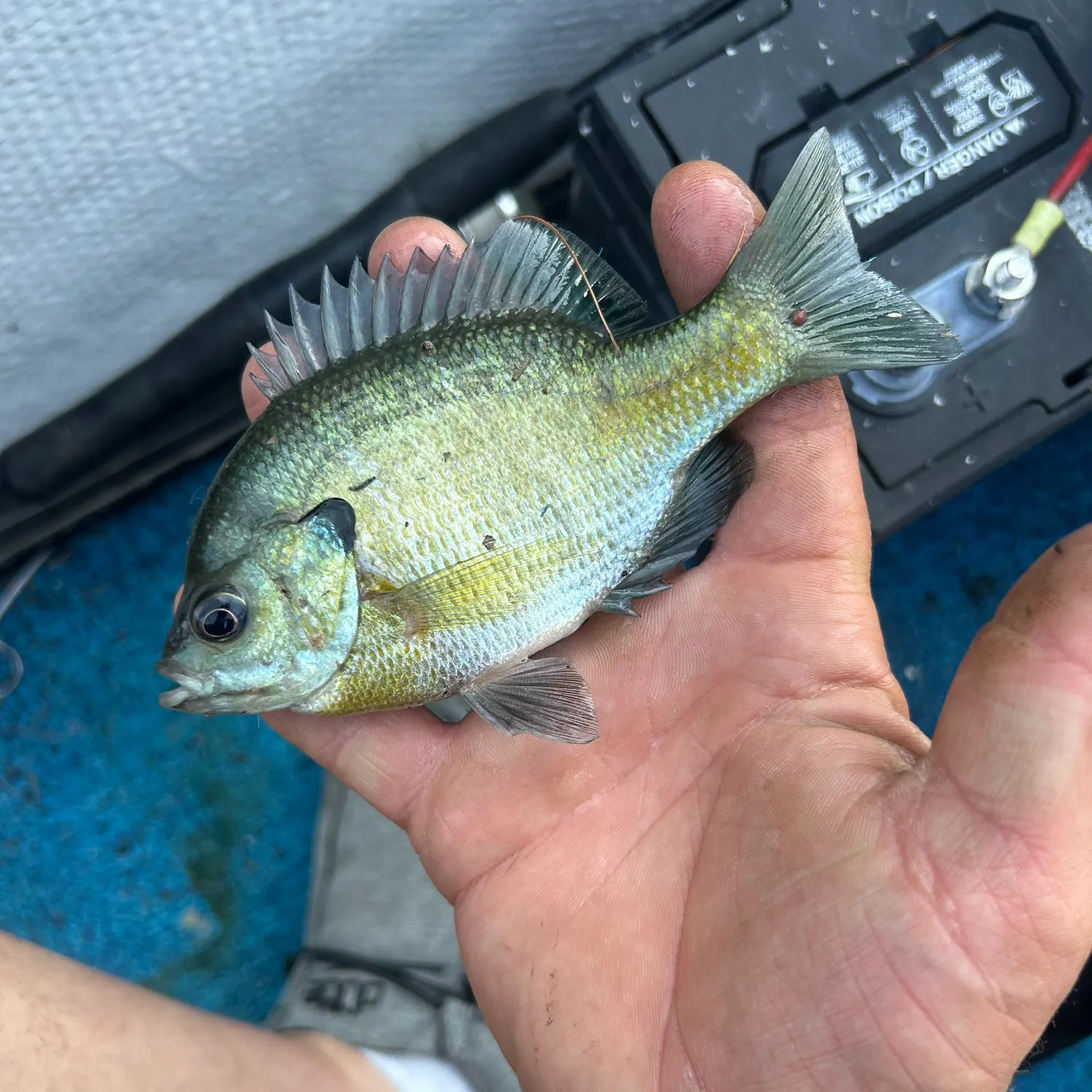 Bluegill caught on Fishbrain