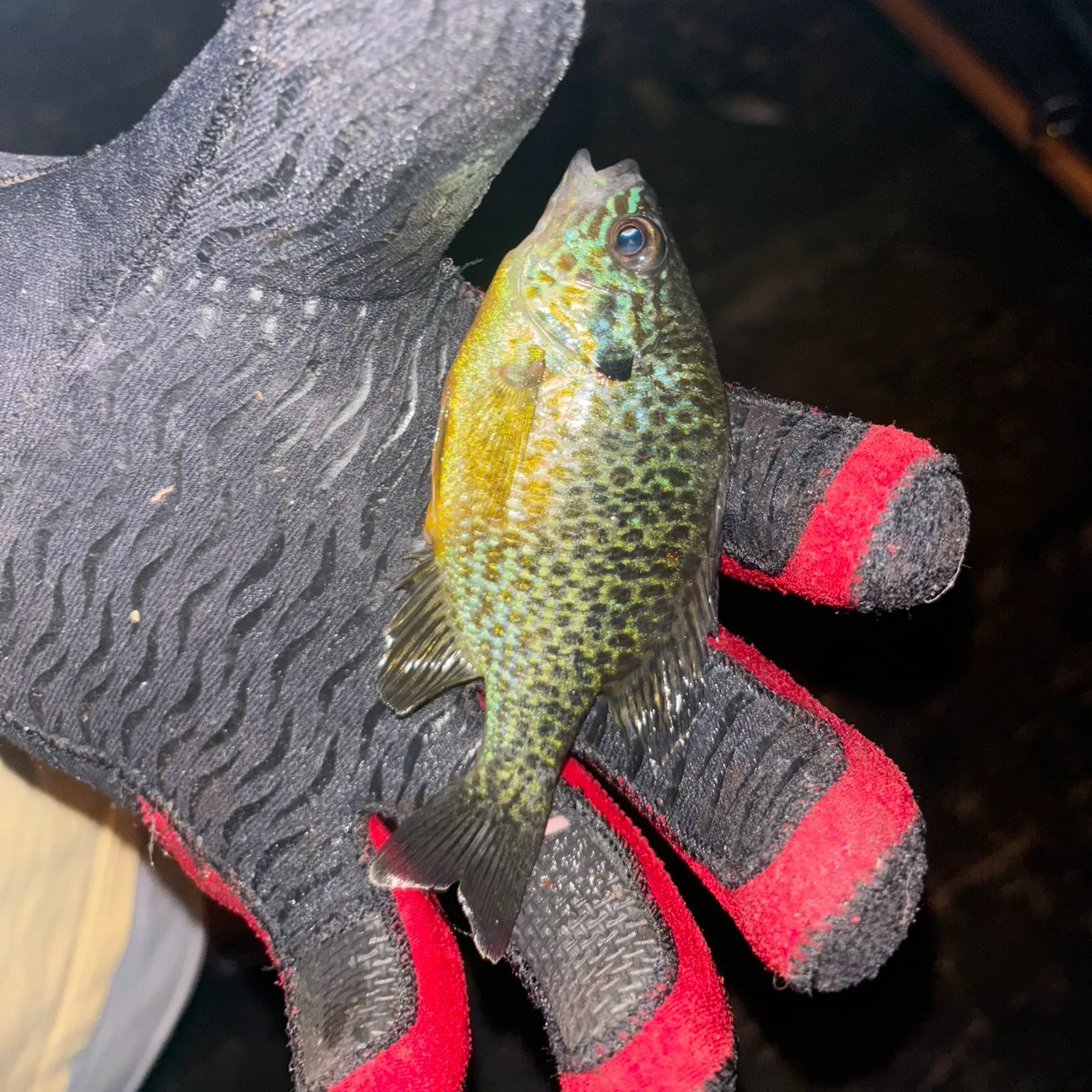 The most recent Pumpkinseed x green sunfish catches on Fishbrain