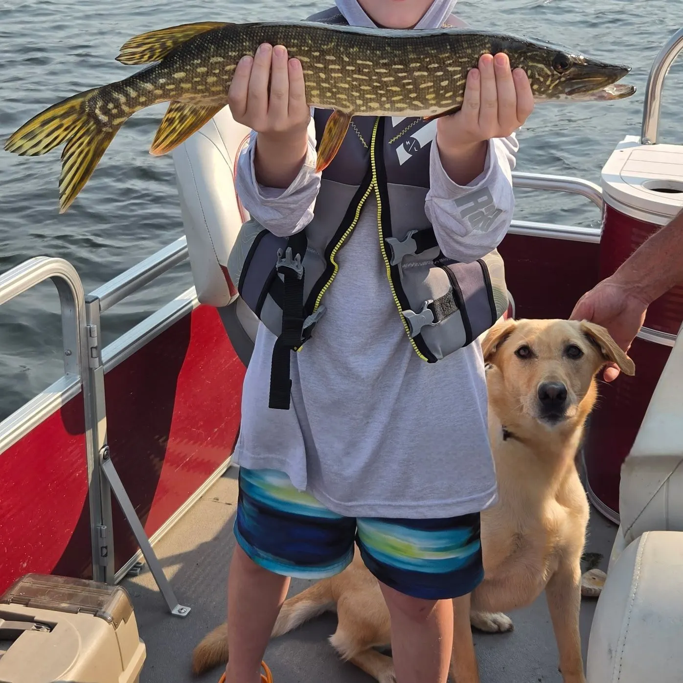 Northern pike caught on Fishbrain