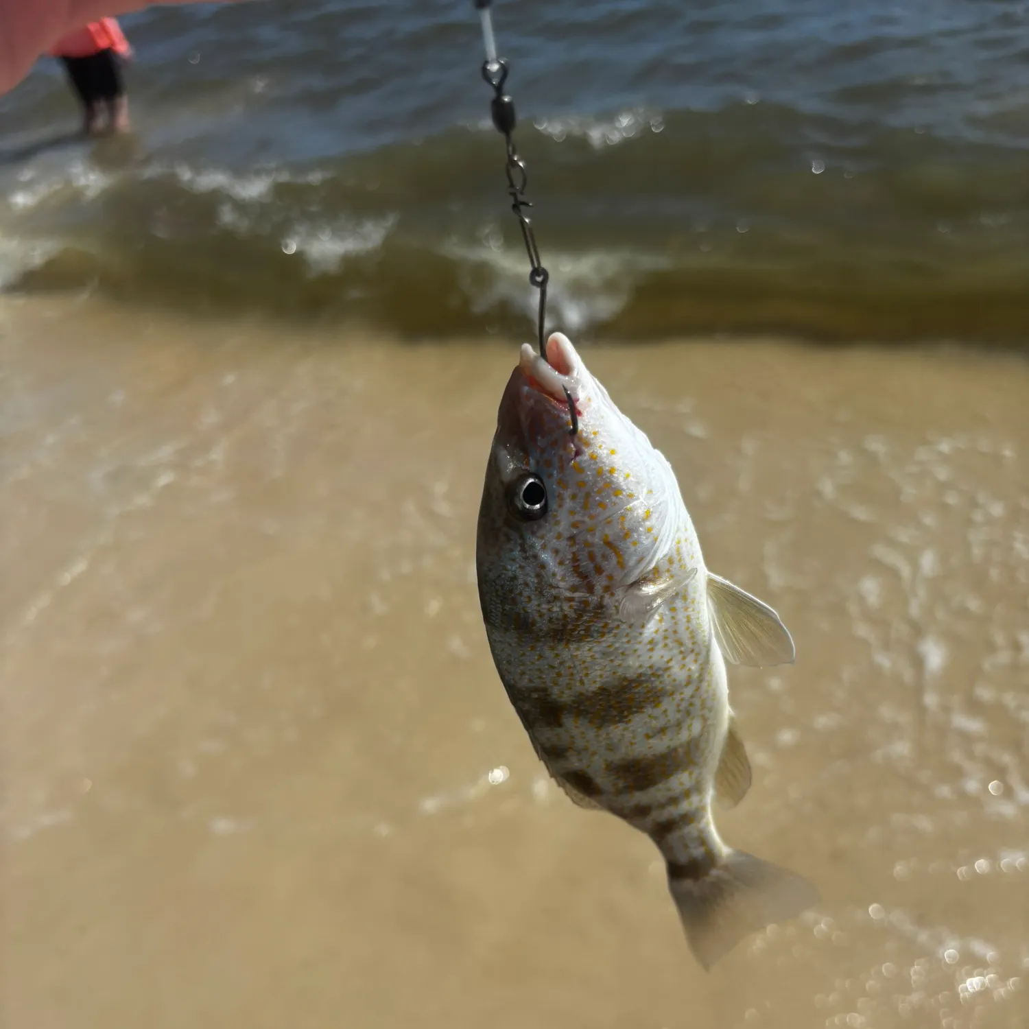 Sand perch caught on Fishbrain